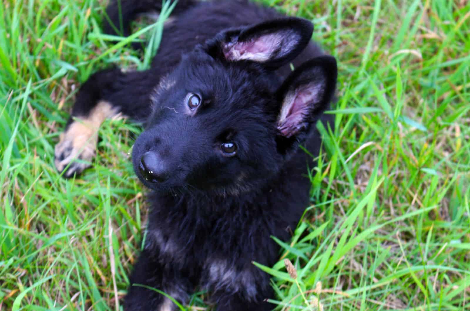 cute bicolor german shepherd puppy lying in the grass