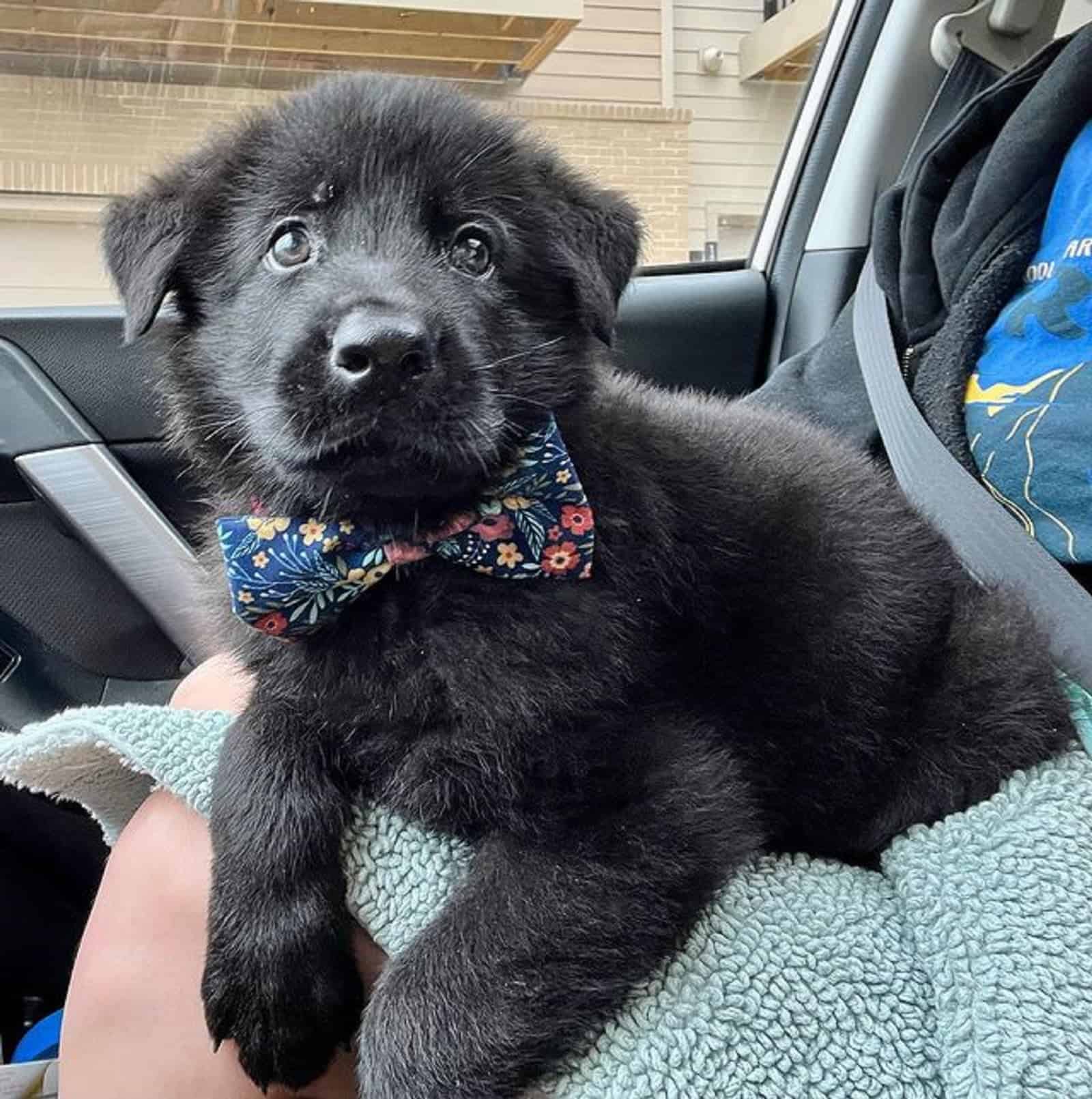 cute black german shepherd puppy in the car