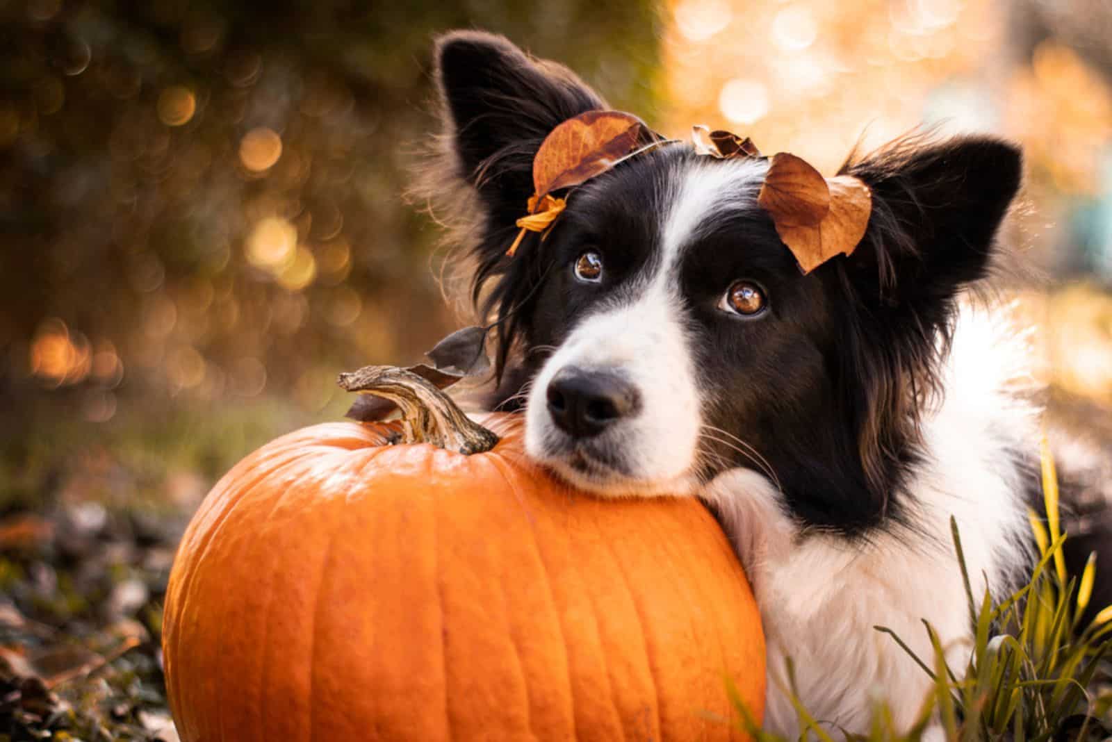 cute border collie dog resting his head on a pumpkin