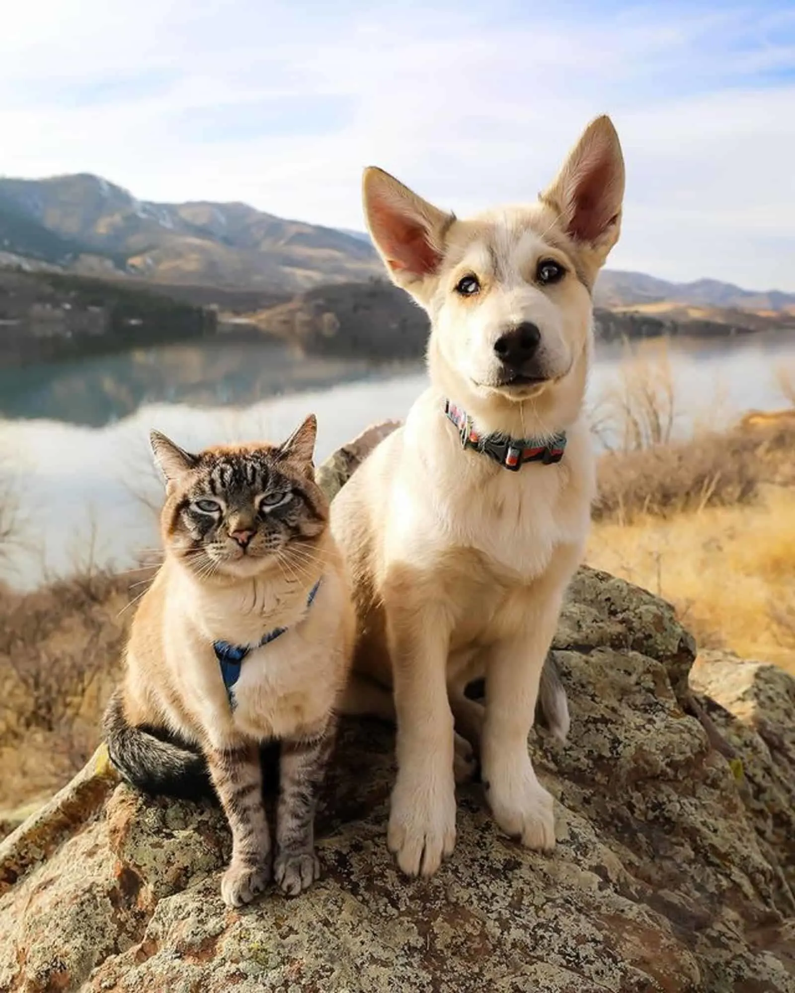 cute dog and cat sitting on the rock