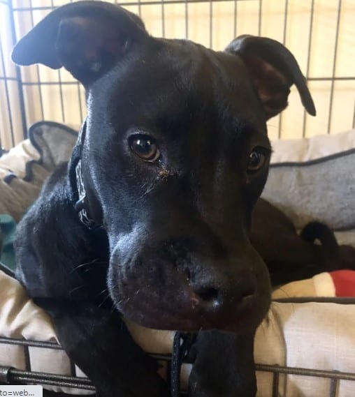 cute dog bitten by a bee