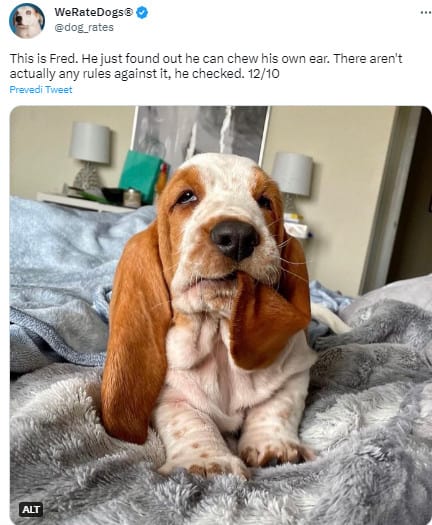 cute dog holding his ear