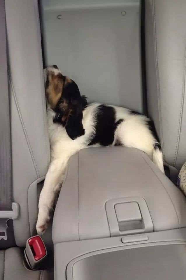cute dog sleeps in car seat
