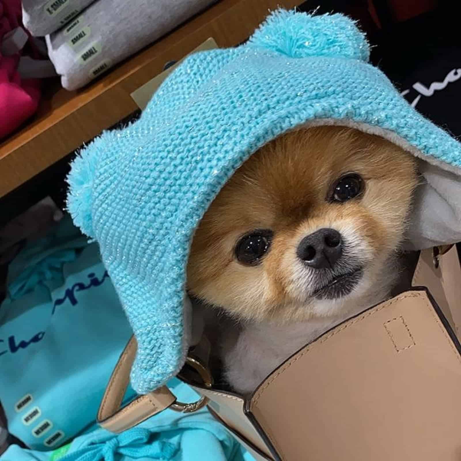 cute dog wearing a hat sitting in a purse