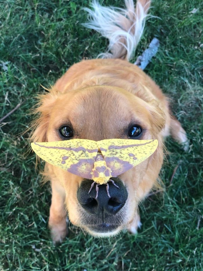cute dog with butterfly on his nose