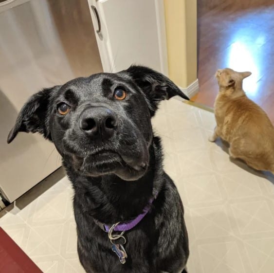 cute dog with swollen face