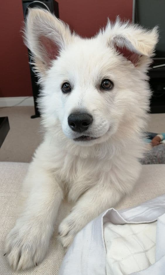 cute fluffy white german shepherd puppy