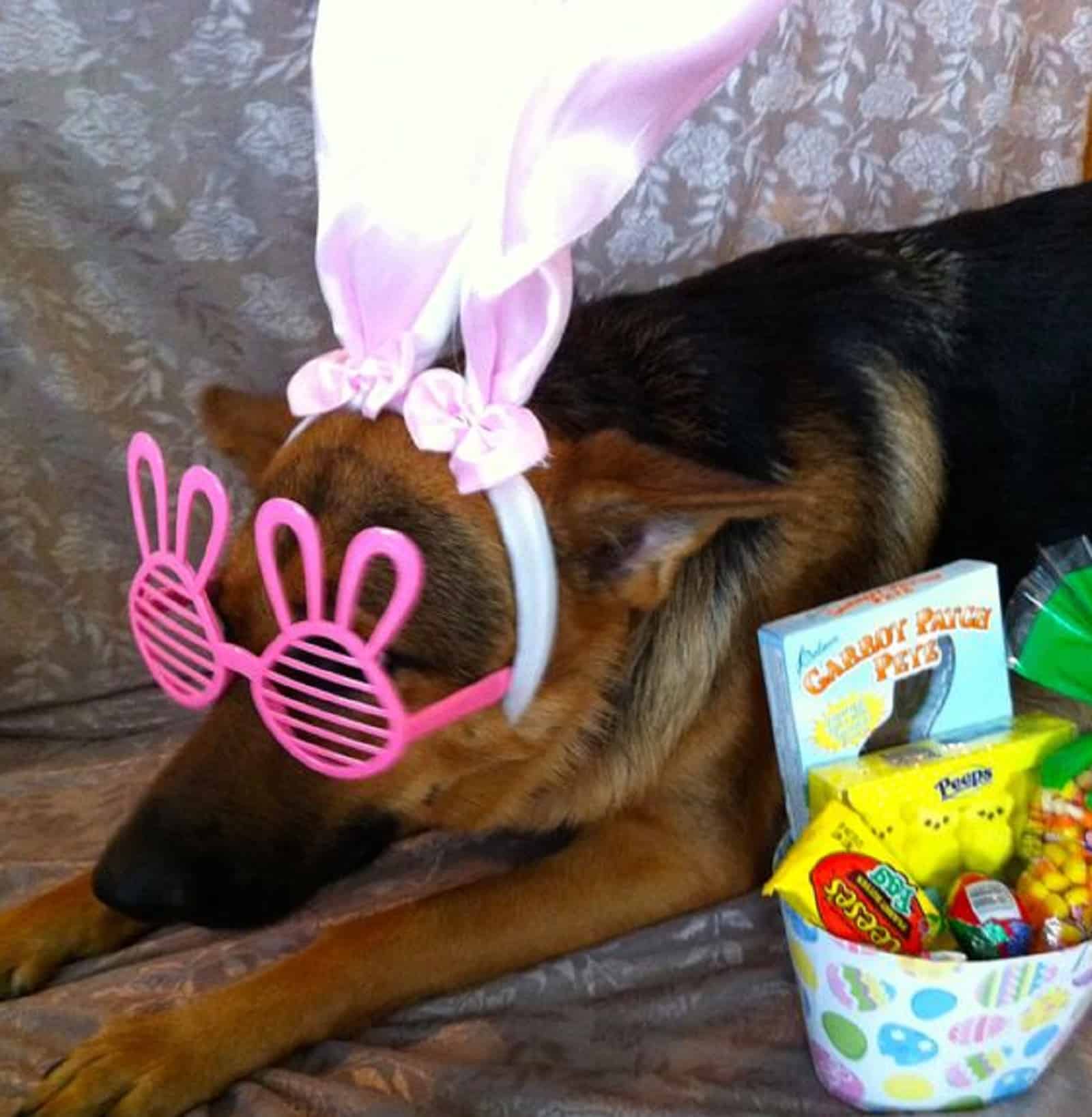 cute german shepherd dog as easter bunny lying beside easter candies