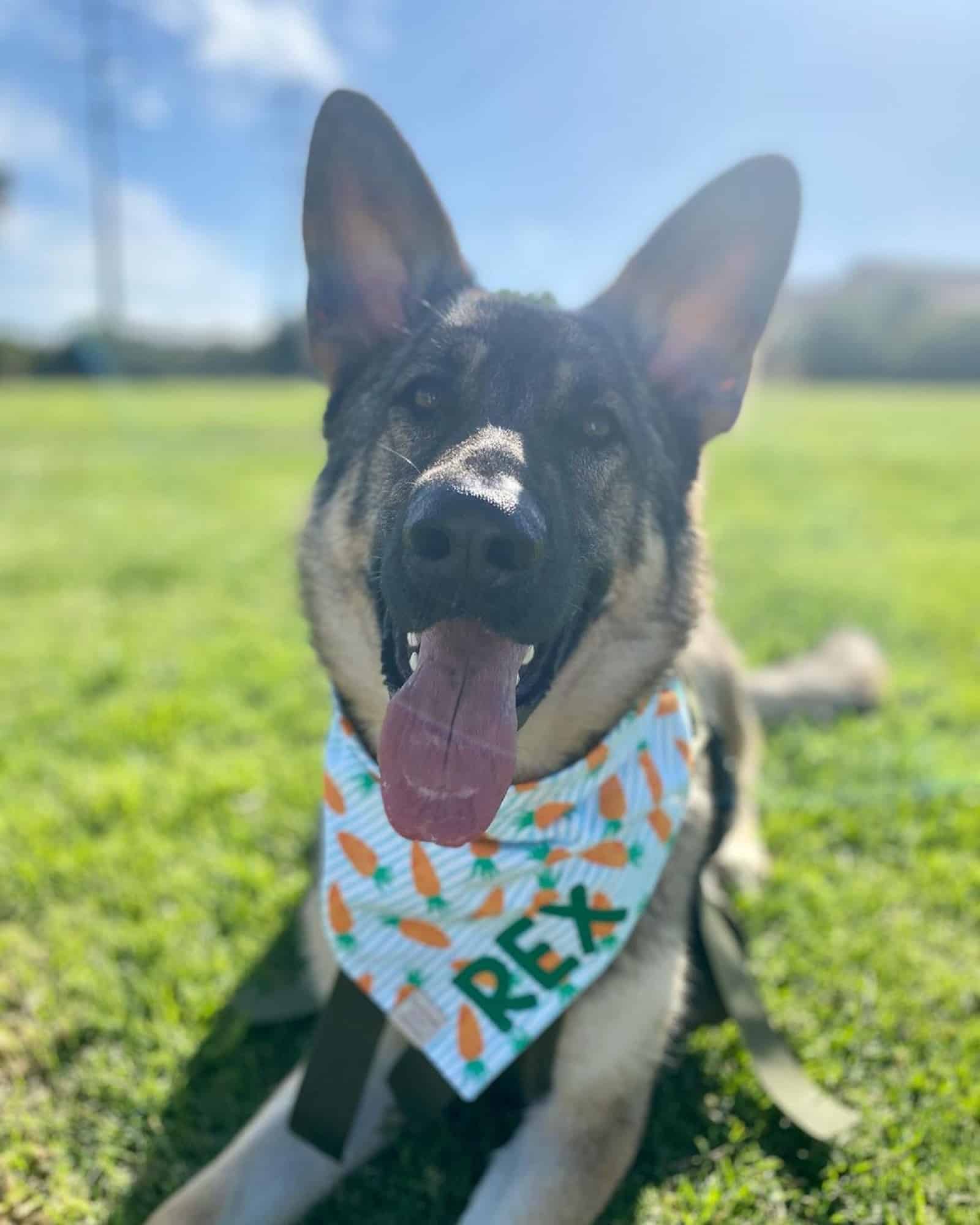 cute german shepherd dog celebrating easter