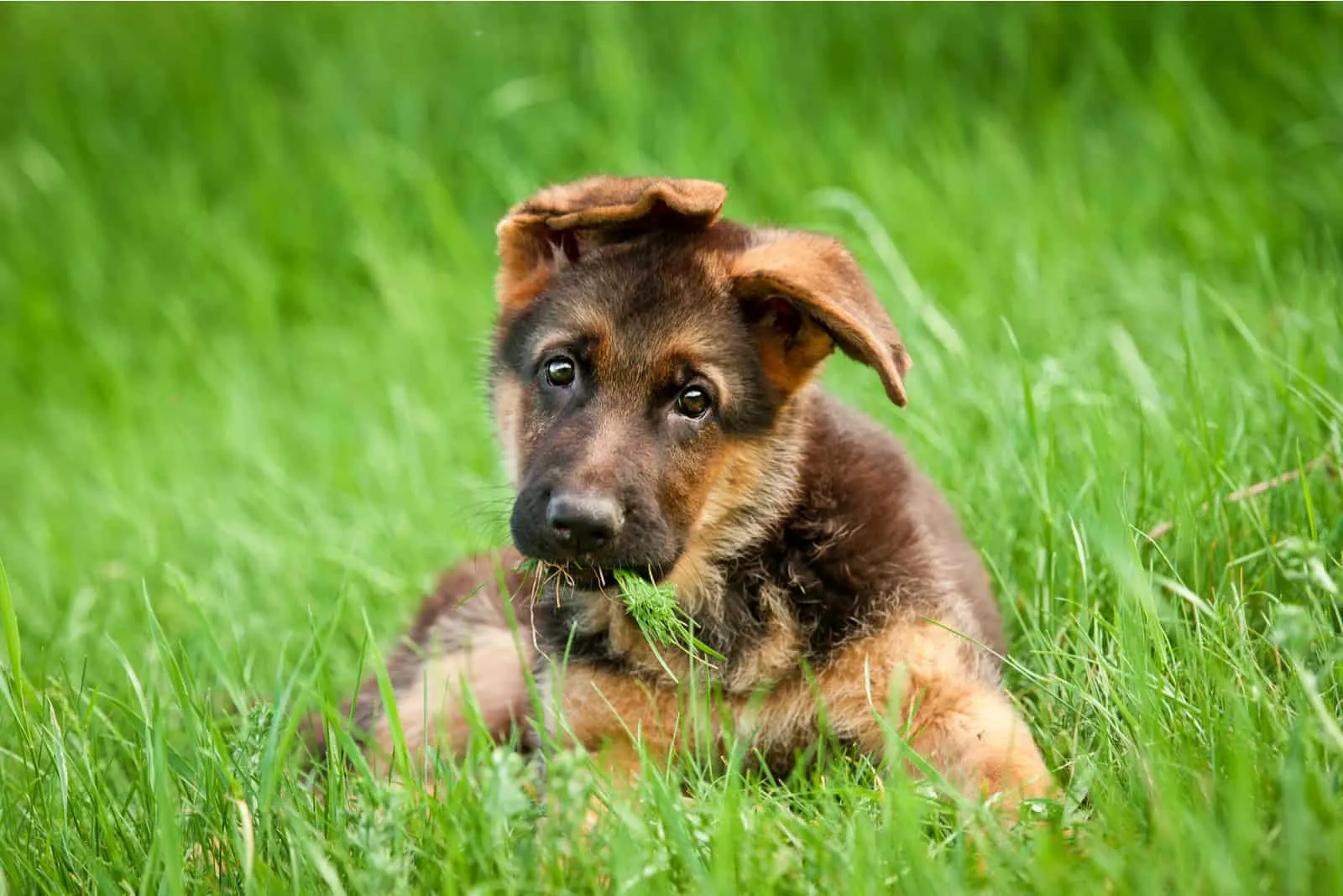 cute german shepherd puppy sitting in the grass