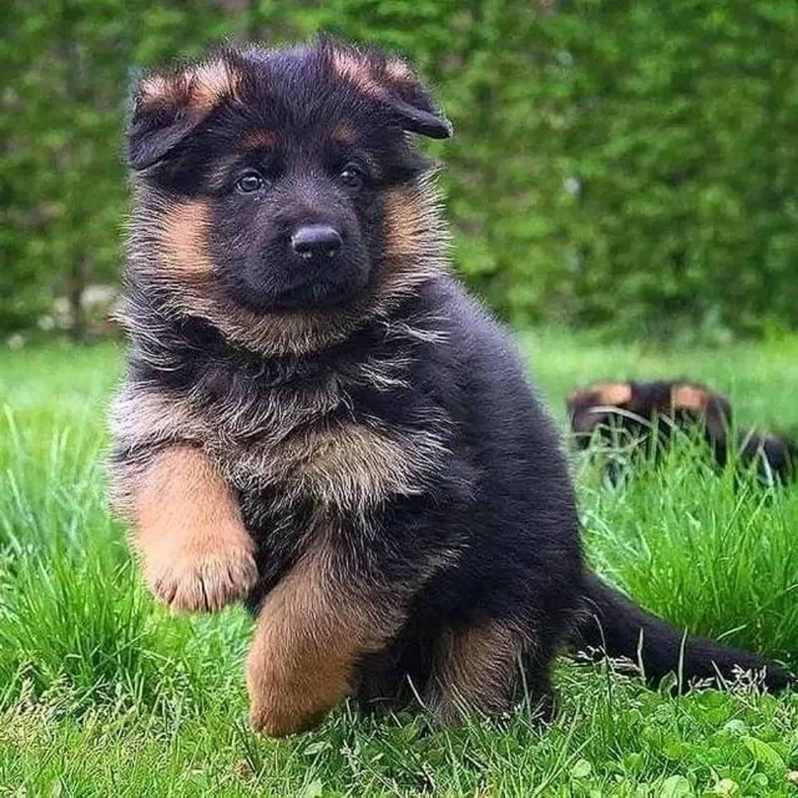 cute german shepherd puppy sitting in the grass