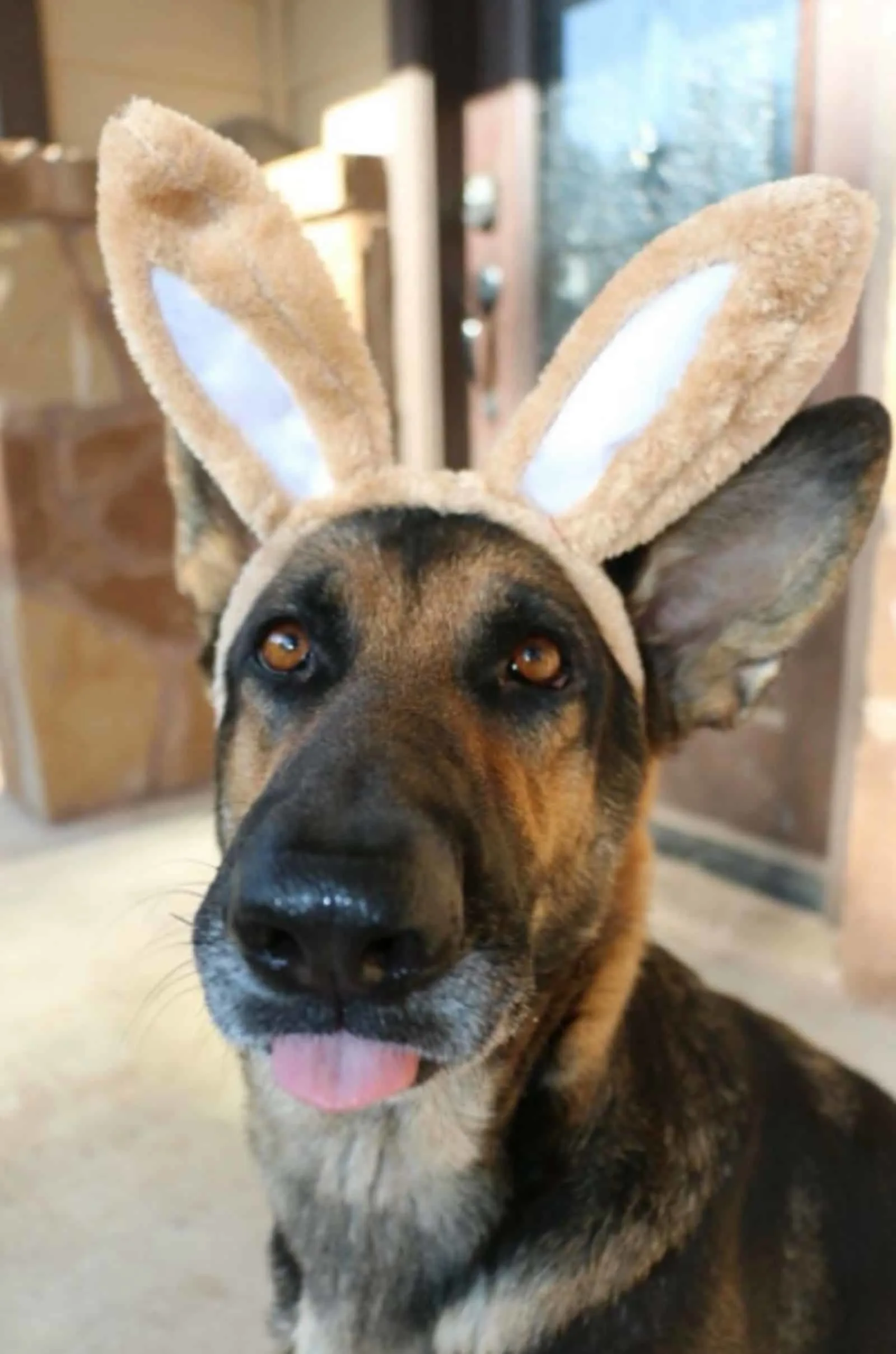 cute german shepherd with bunny ears