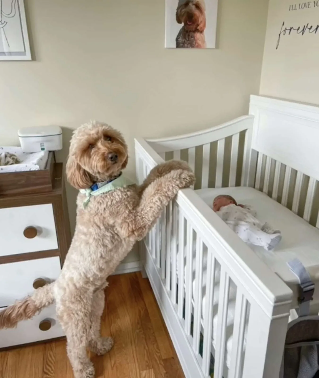 cute goldendoodle standing by the baby crib