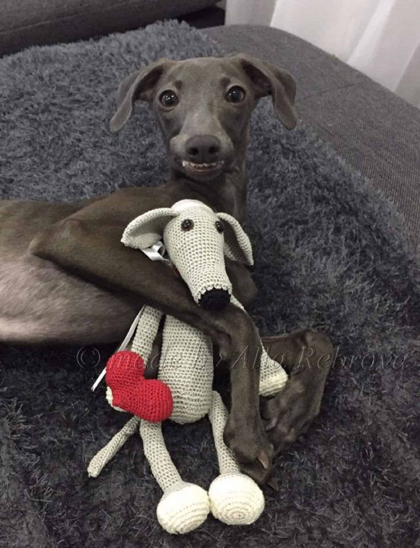 cute greyhound playing with a toy