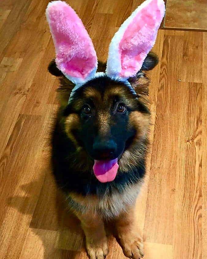 cute gsd puppy wears bunny ears