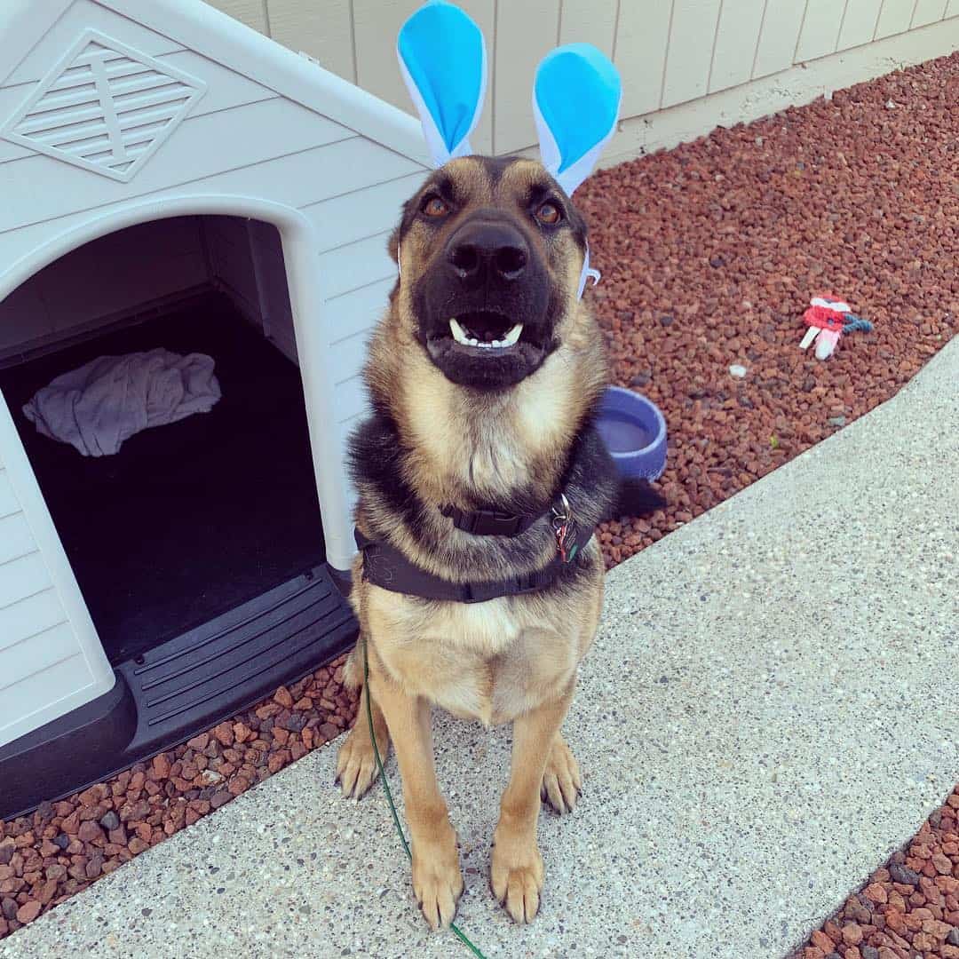 cute gsd wears easter costume and waits for treat