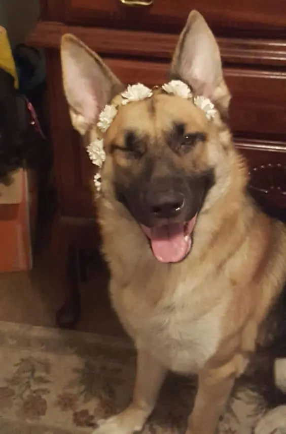 cute gsd with flower crown