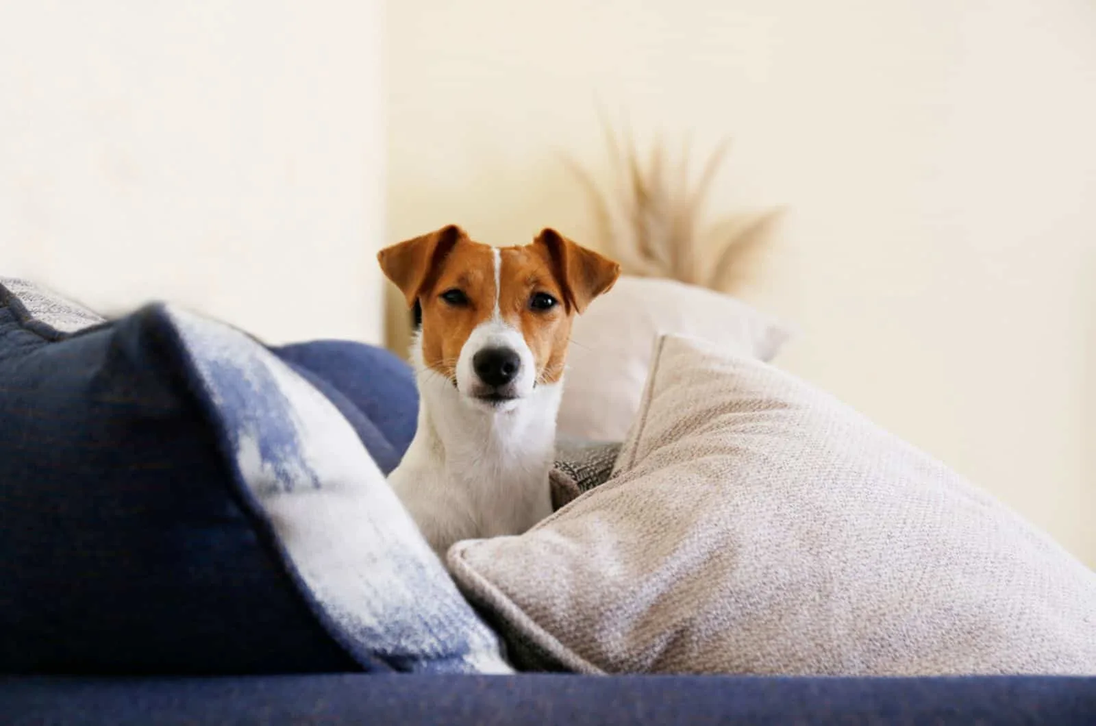 cute jack russel terrier on the couch