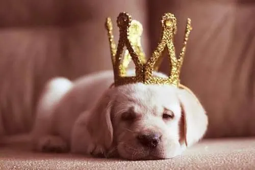 cute labrador retriever puppy with a crown on head