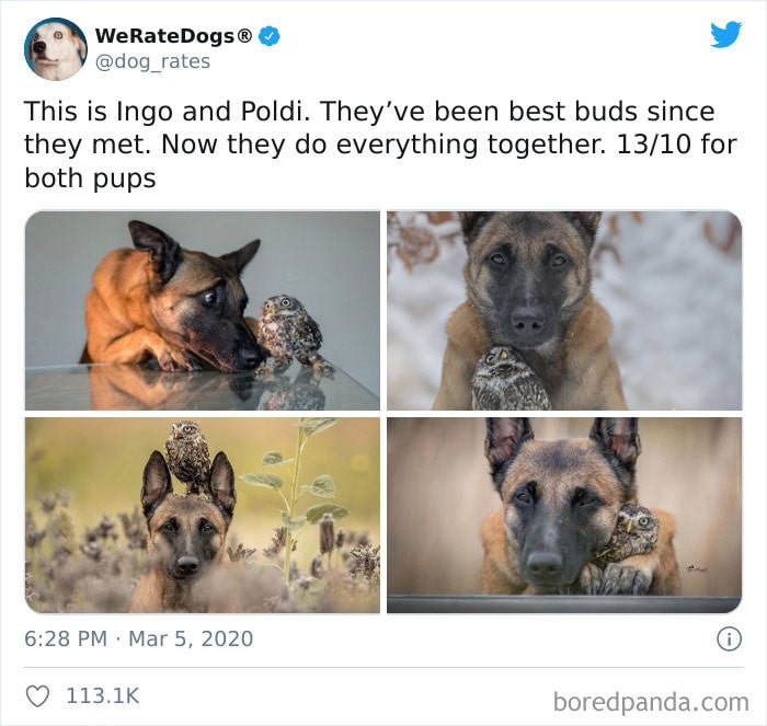 cute owl with dog