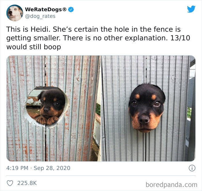 cute puppy peeking from a hole in a fence
