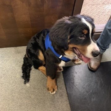 cute puppy sitting on floor