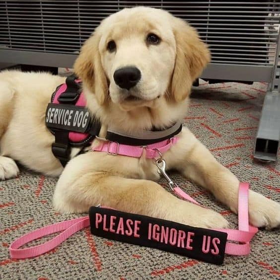 cute puppy training to be a service dog