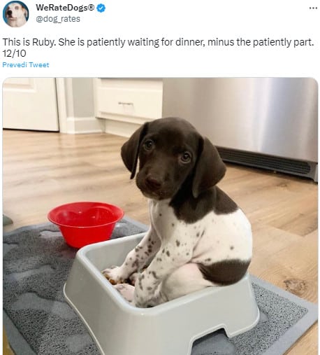 cute puppy waiting for food