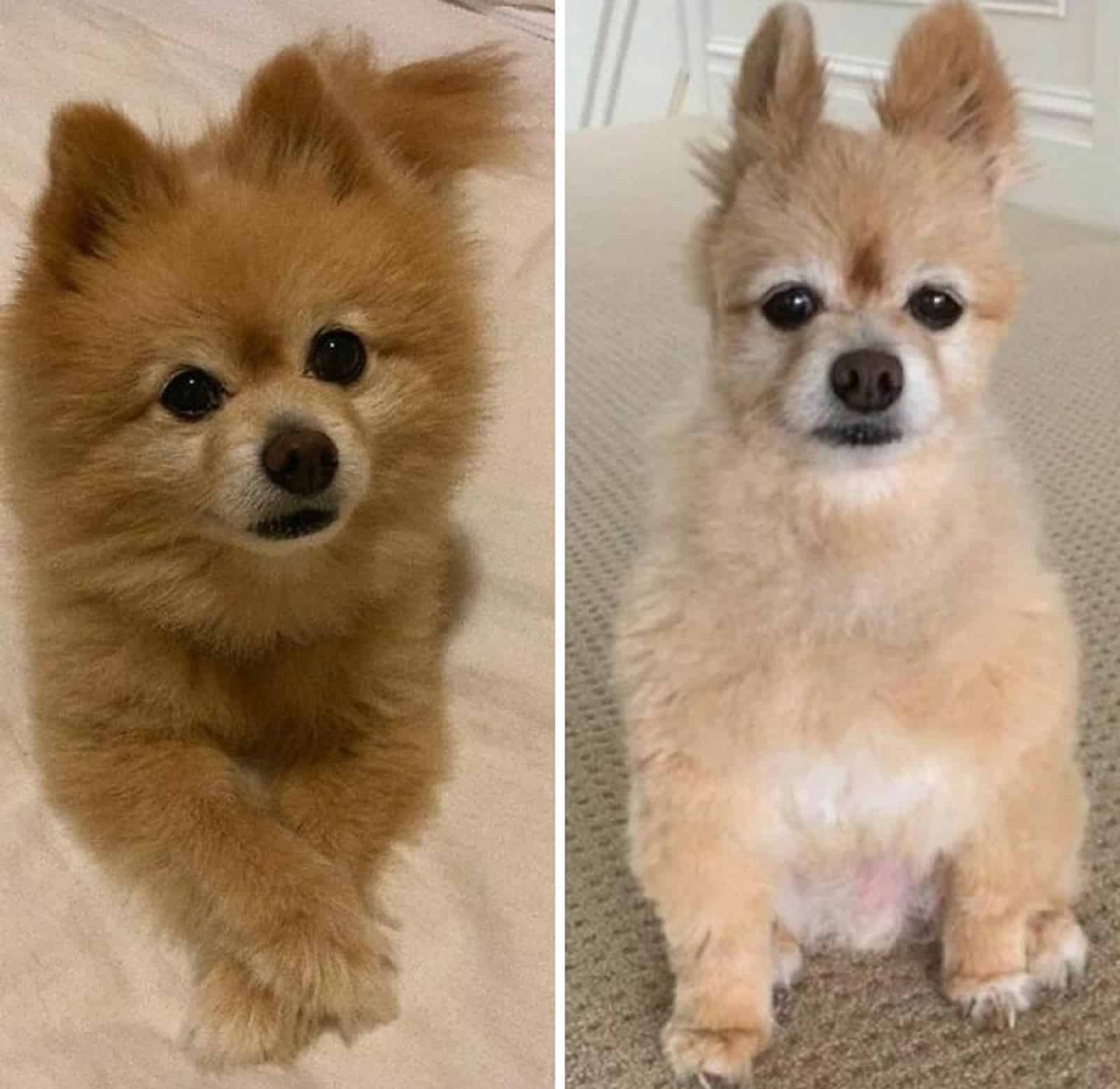 cute small dog before and after haircut