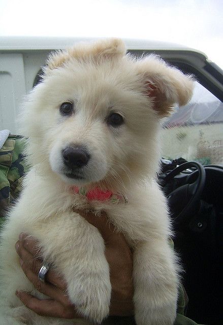 cute white german shepherd puppy after a windy day