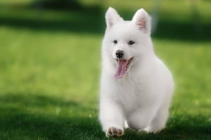 cute white german shepherd puppy sticking tongue out