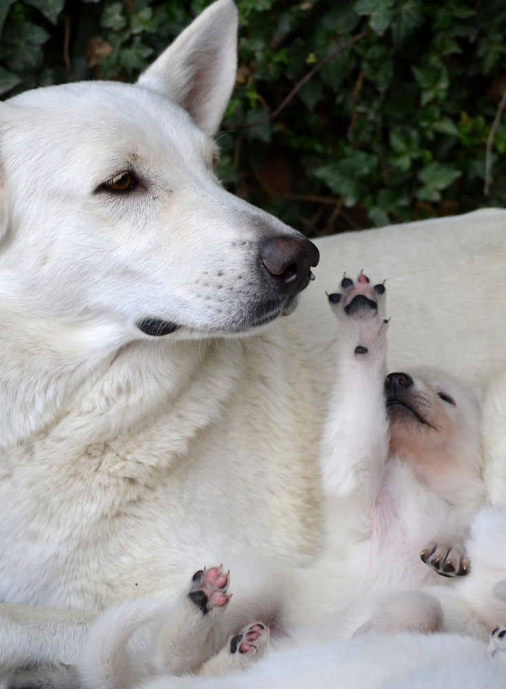 cute white german shepherd puppy stretching