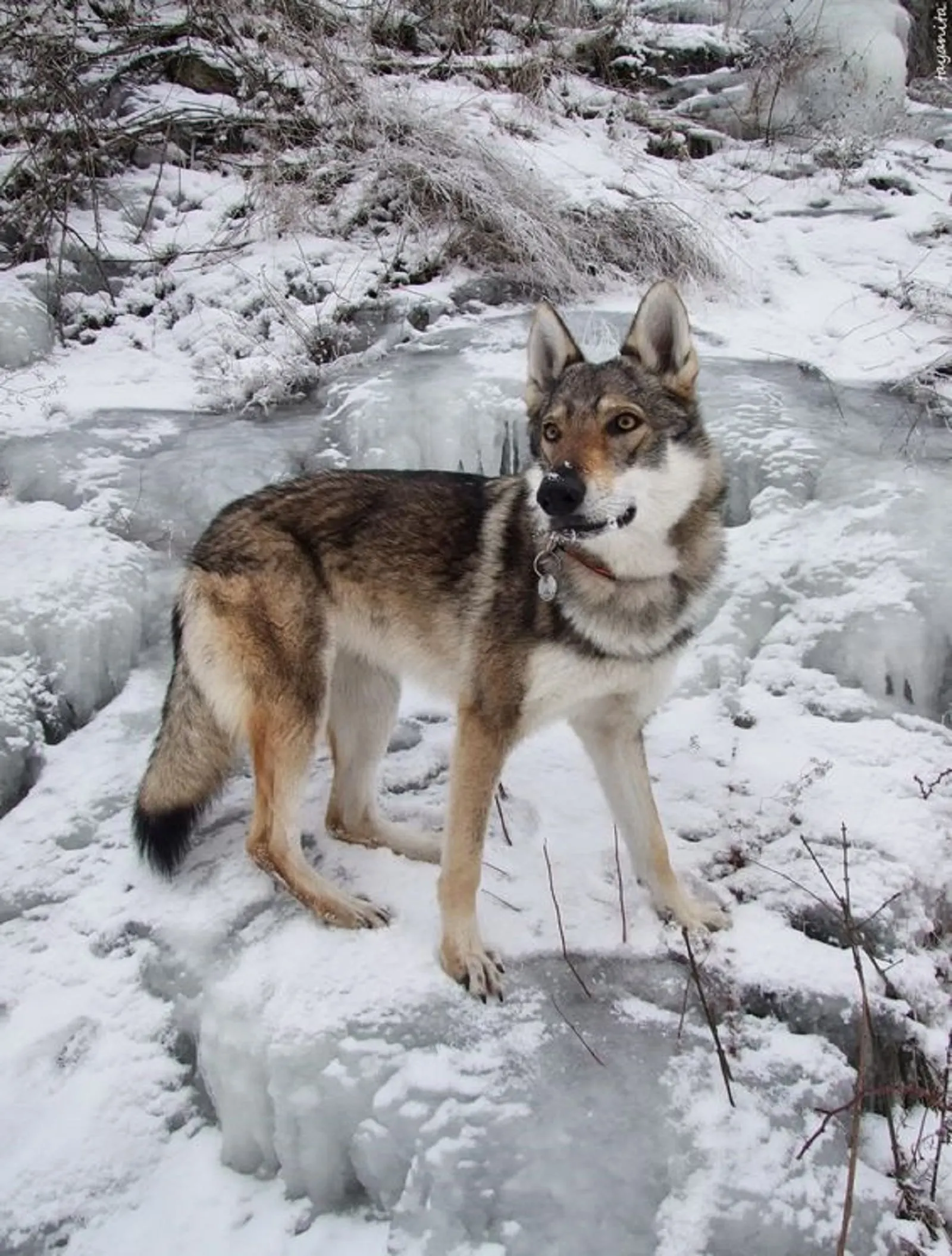 czechoslovakian wolfdog standing on frozen river
