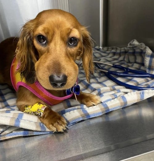 dachshund bitten by a bee