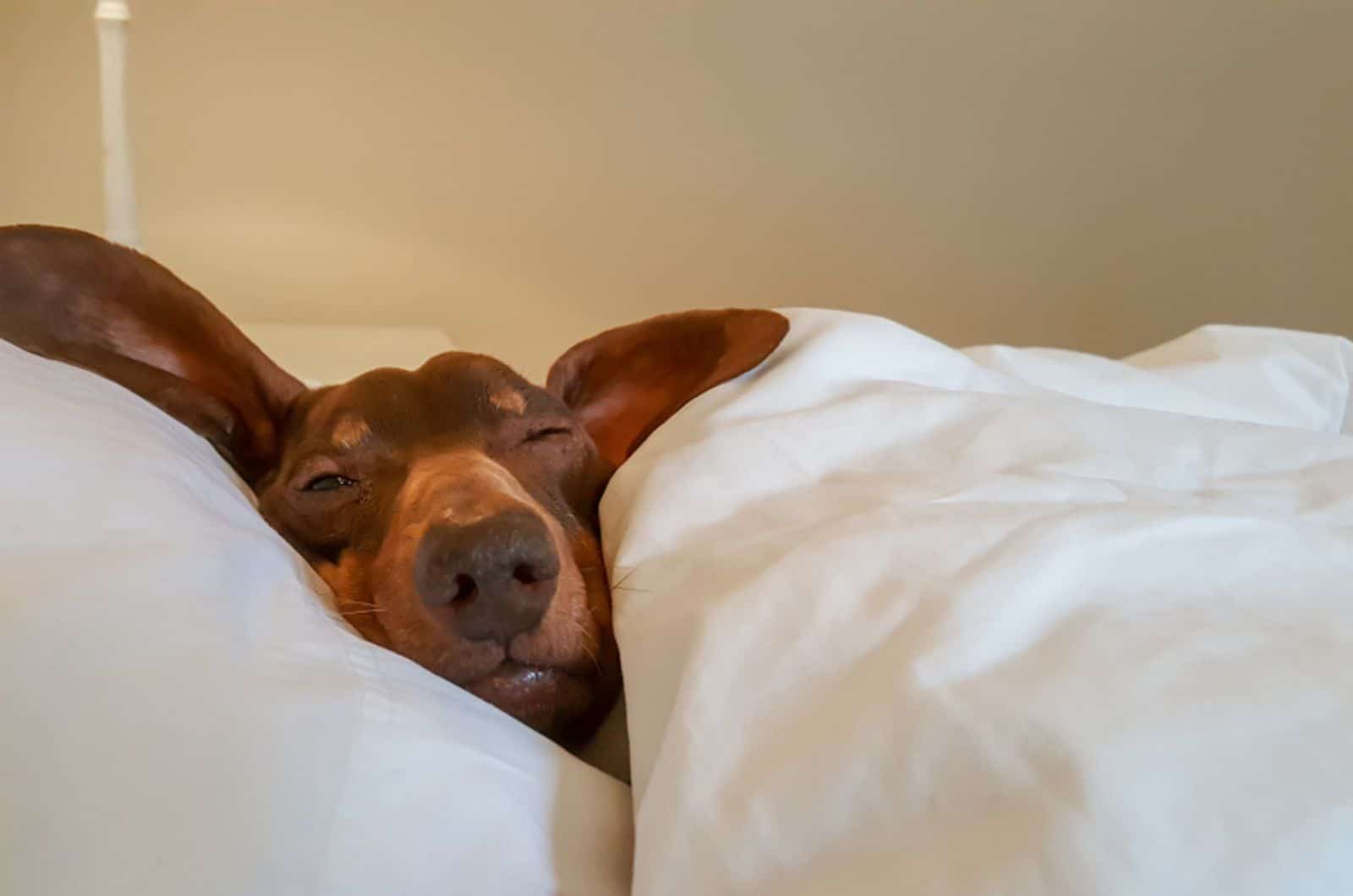 dachshund dog sleeping in the bed with his eyes open