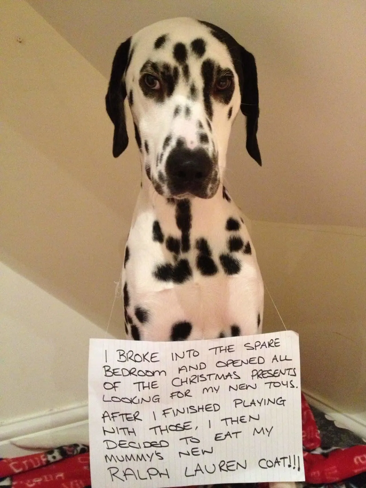 dalmatian dog being shamed