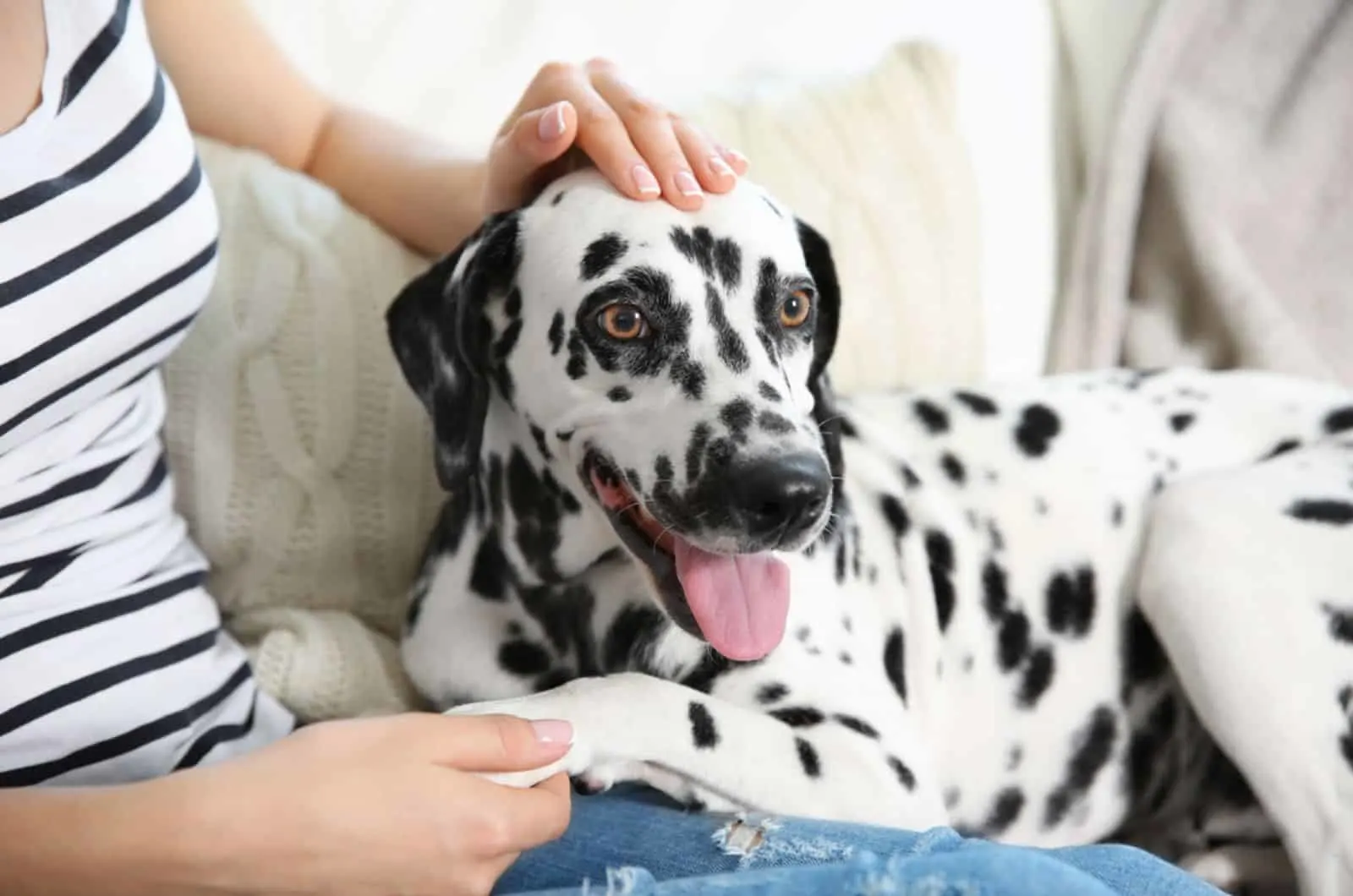 dalmatian dog sitting on a couch near his owner