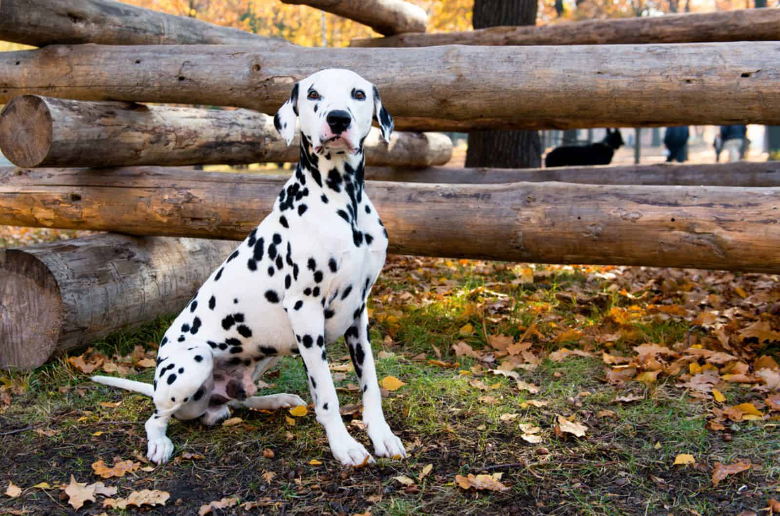 dalmatian dog sitting beside logs
