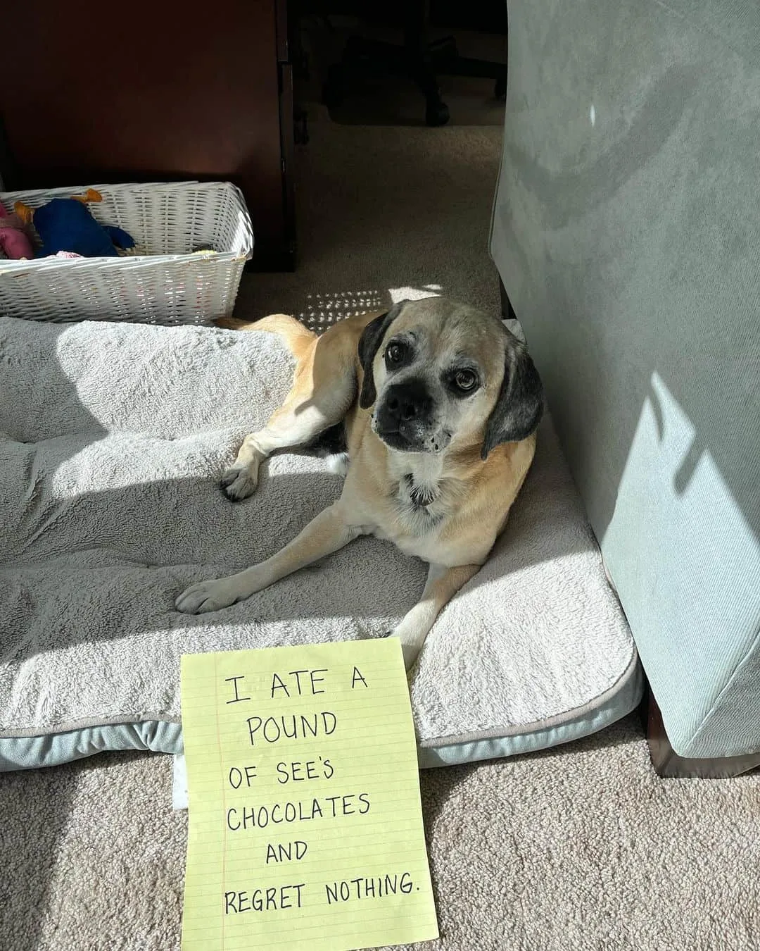 dog accused of eating chocolate