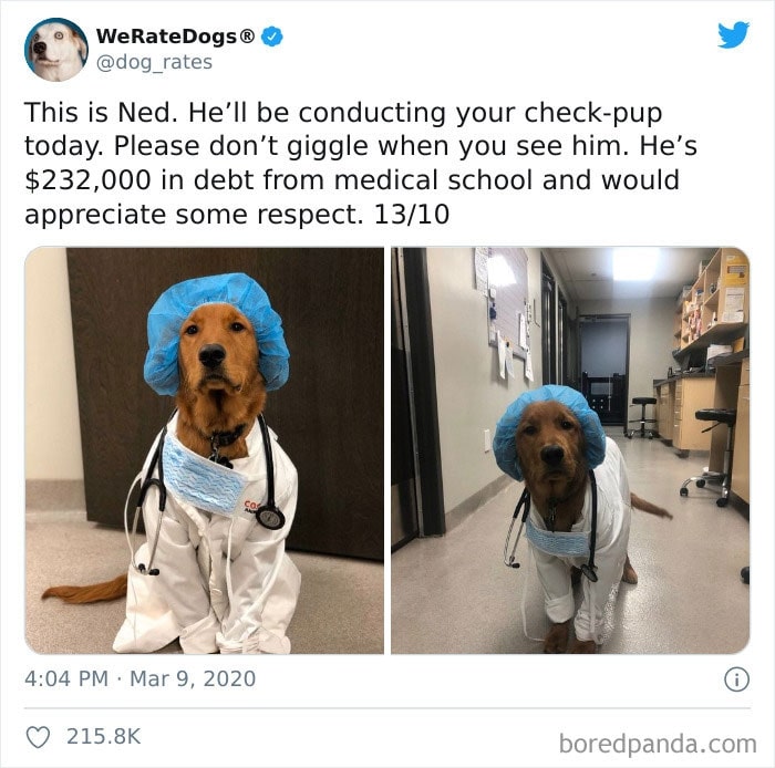 dog acting like a nurse