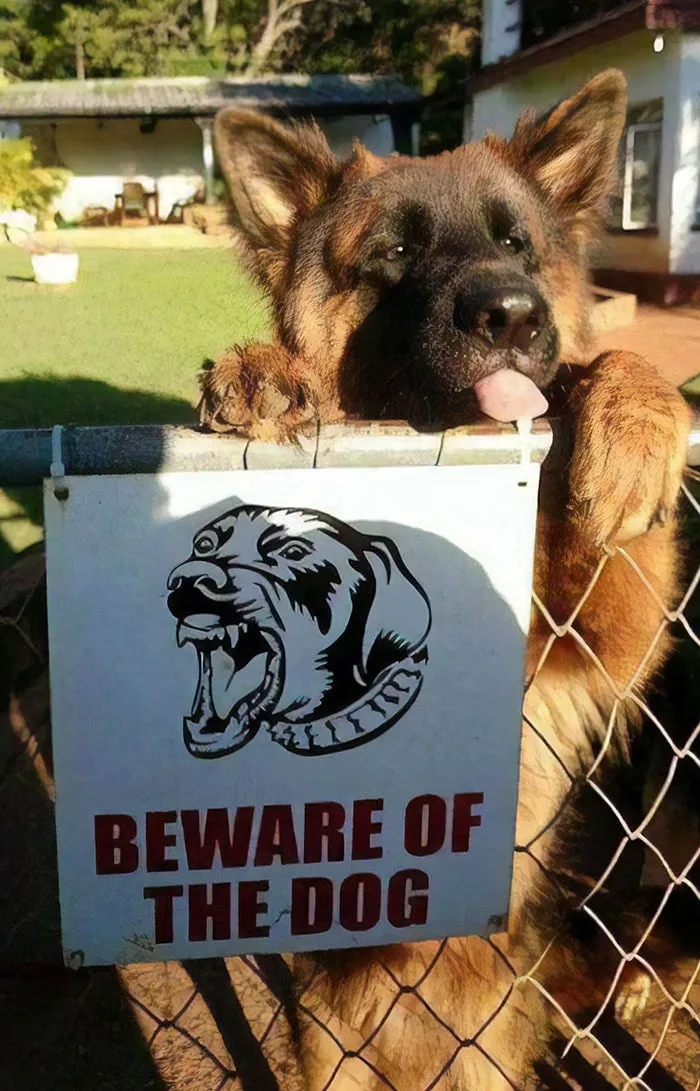 dog and beware sign