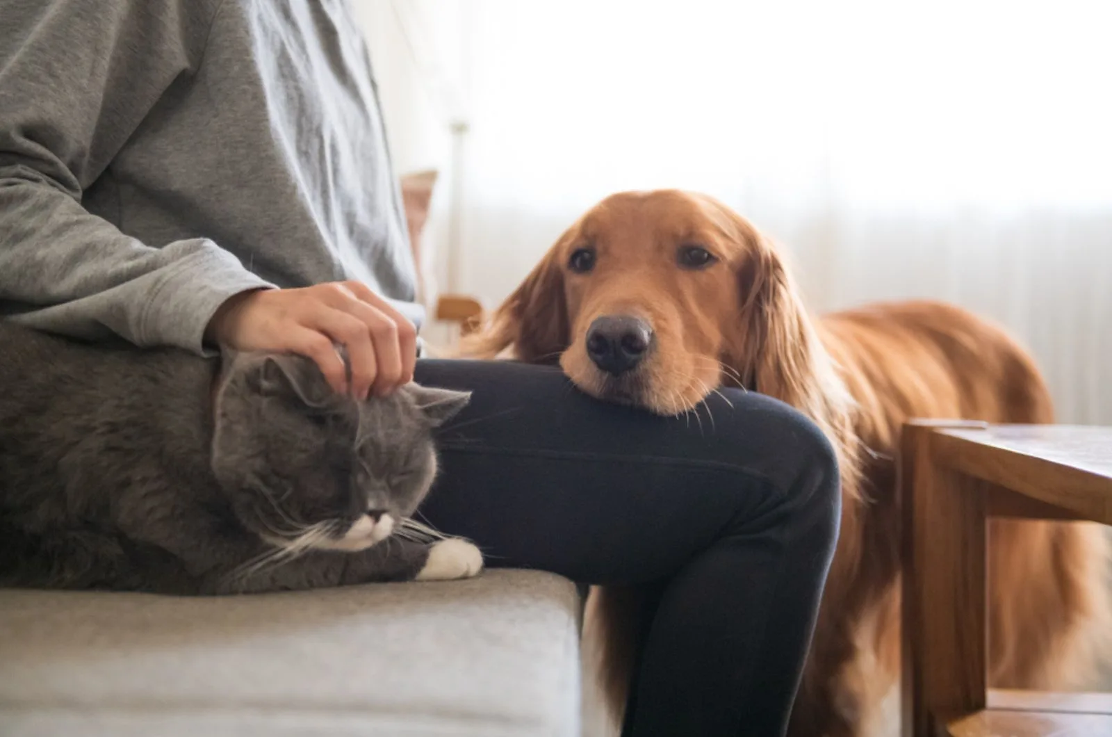 dog and cat cuddling with owner indoors