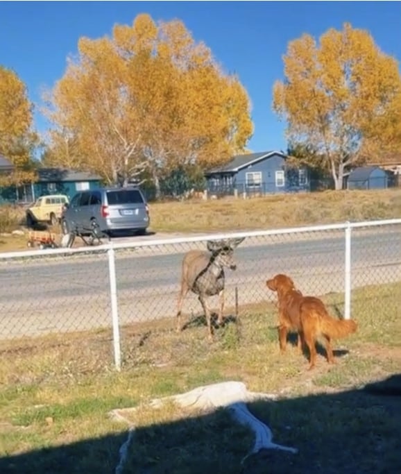 dog and deer