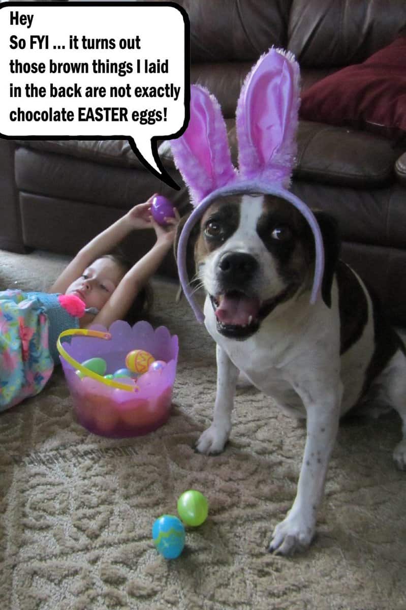 dog and easter eggs meme