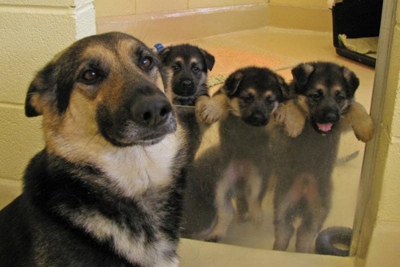dog and puppies in background