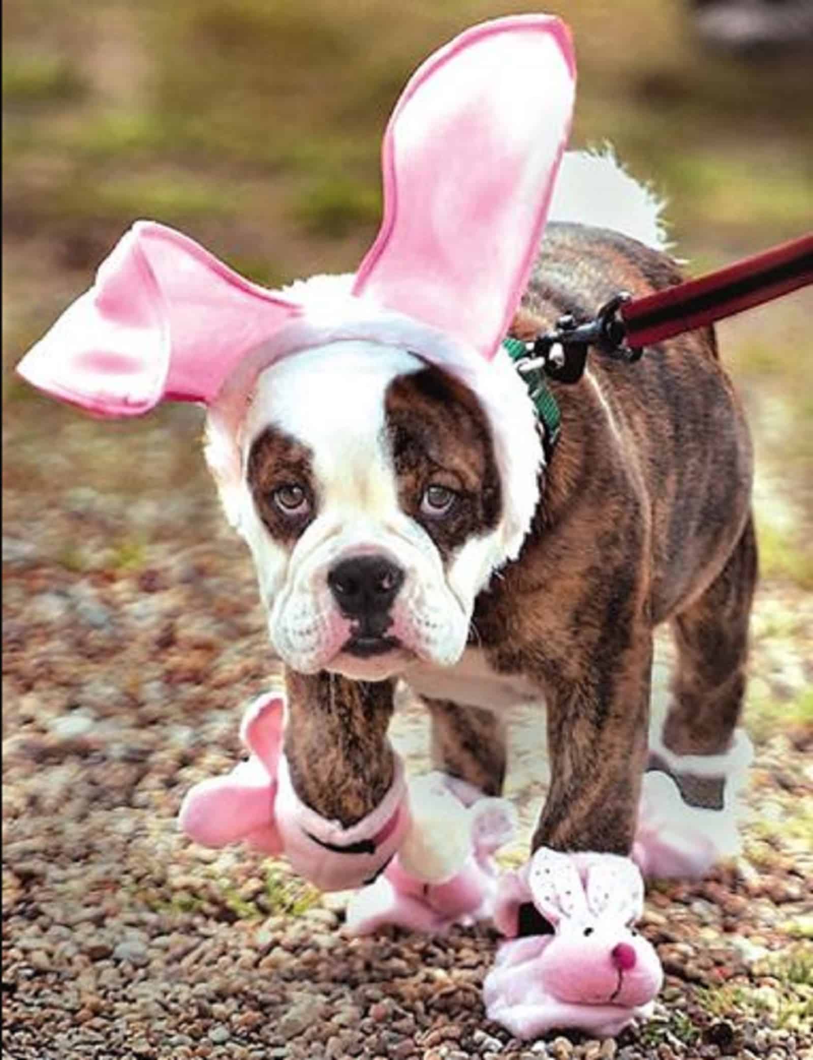 dog as easter bunny walking in the park