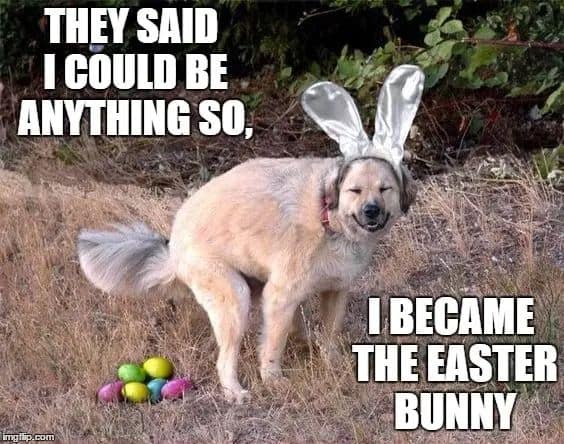 dog as easter bunny meme