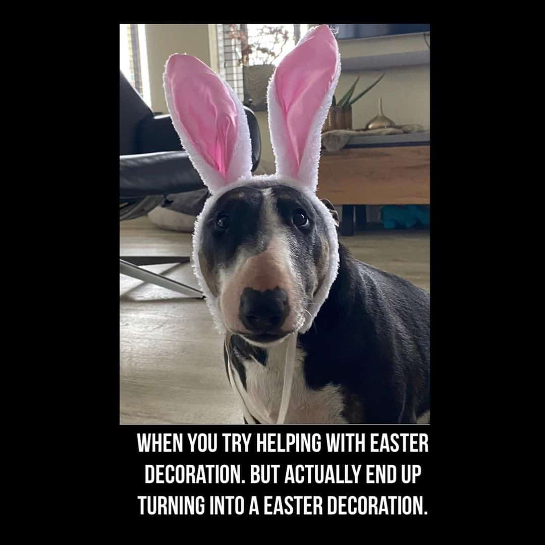 dog as easter decoration meme