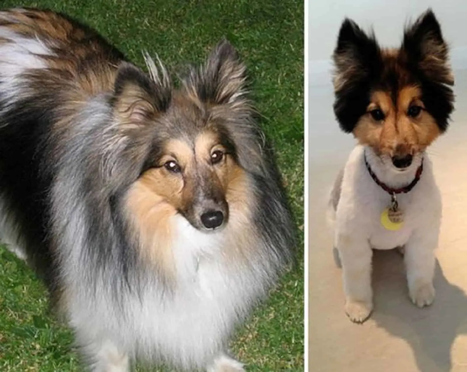 dog before and after grooming looking funny