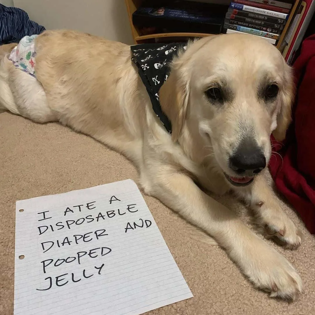 dog being shamed for eating a diaper